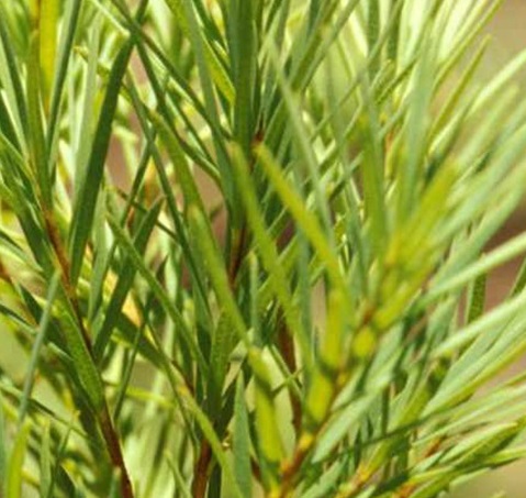 Tea Tree Essential Oil Supplier