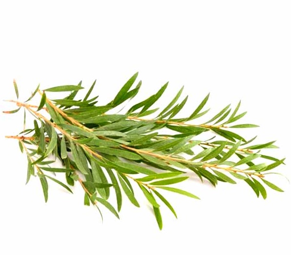 Tea Tree Reconstitution Supplier