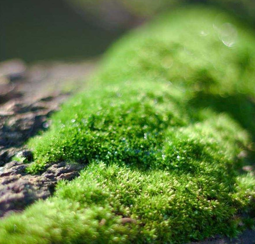 Pure Treemoss Oil Supplier in India