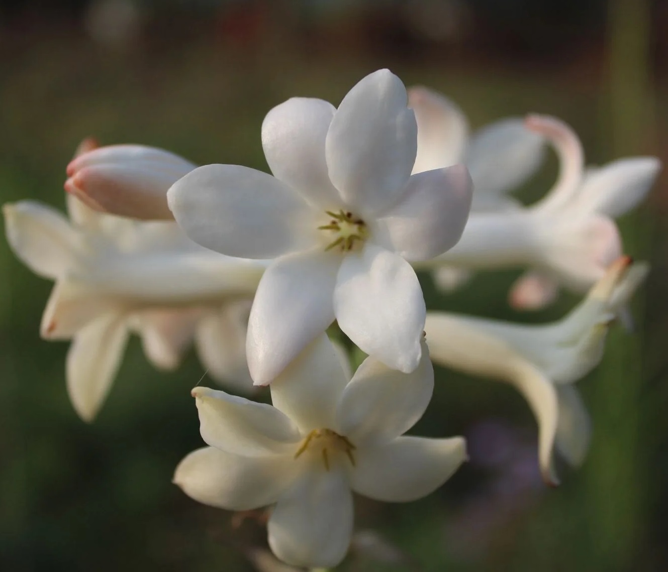 Tuberose Reconstitution Supplier