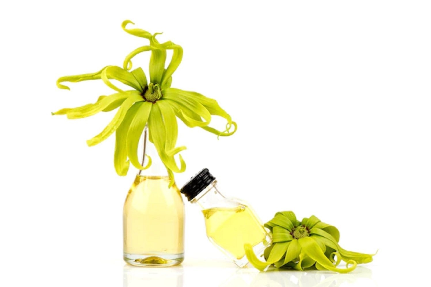 Ylang Ylang Oil Manufacturer