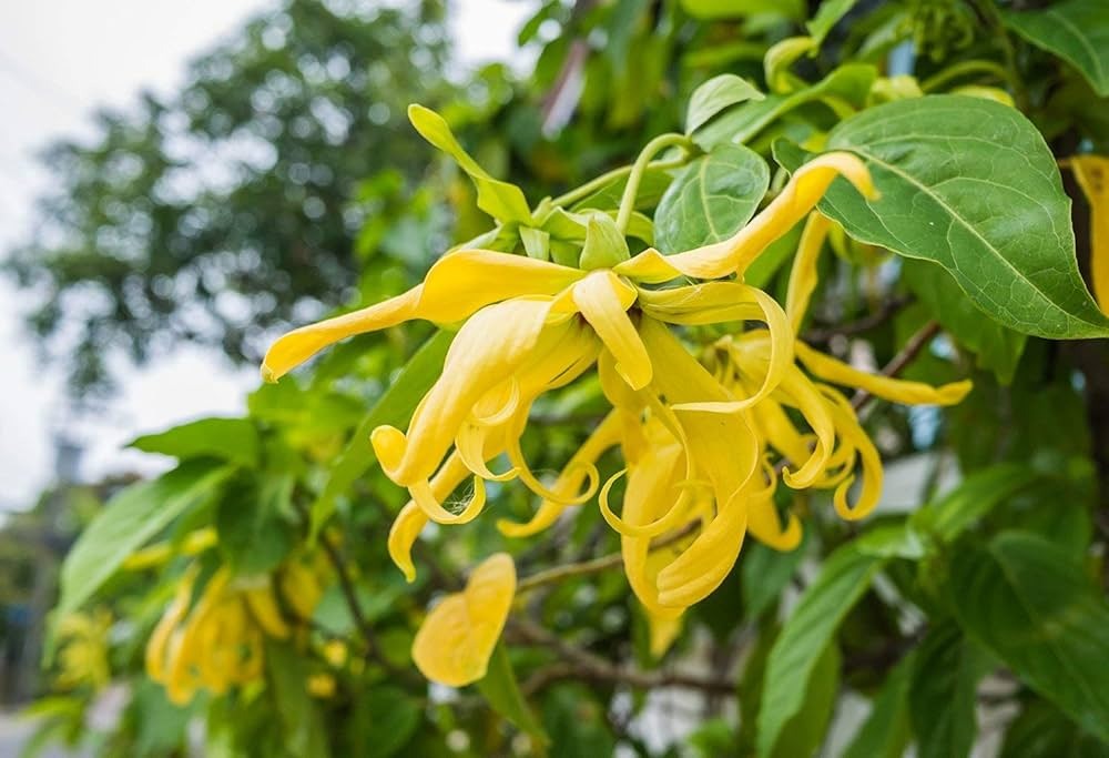 Ylang Ylang Reconstitution