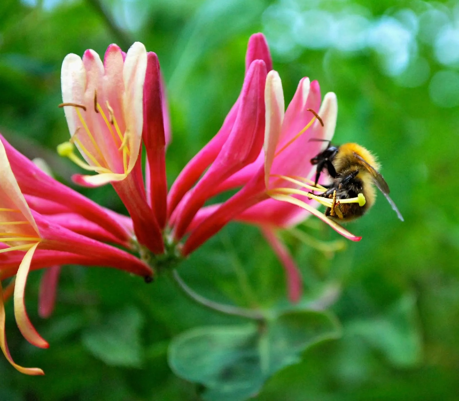 Honeysuckle Reconstitution